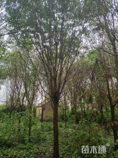15公分流苏树