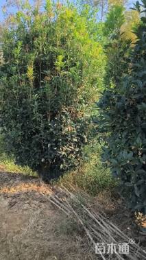 高度300厘米丛生桂花