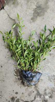 高度25厘米海栀子