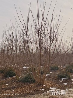 高度500厘米丛生元宝枫