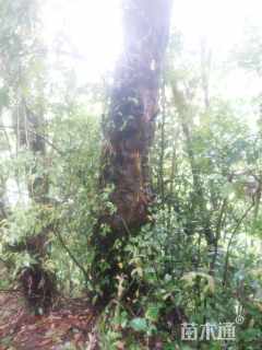 高度400厘米柘树