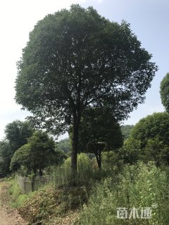 30公分桂花