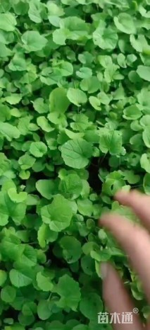 高度5厘米二月兰