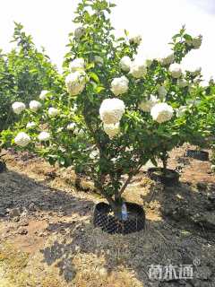 高度200厘米木本绣球