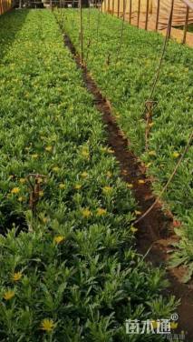 高度35厘米木春菊