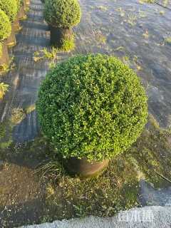 冠幅60厘米龟甲冬青球