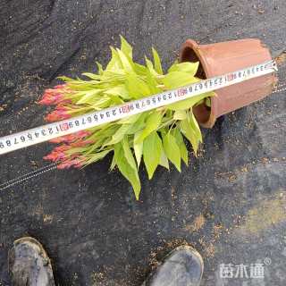 高度40厘米穗状鸡冠花