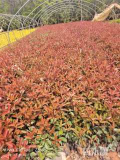 0.2公分红叶石楠