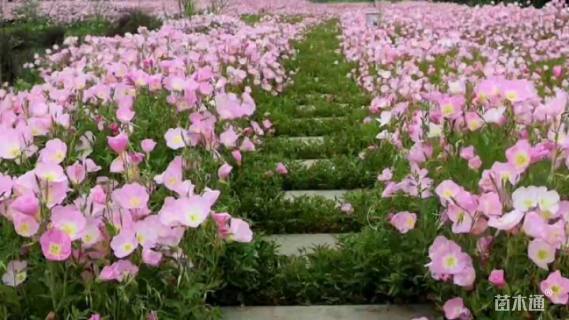 暗香 温哥华美丽月见草种子