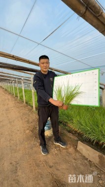 高度20厘米金叶石菖蒲