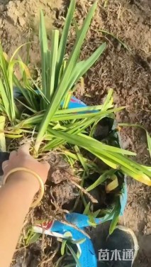 高度20厘米石蒜