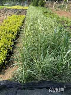 高度50厘米歌舞芒