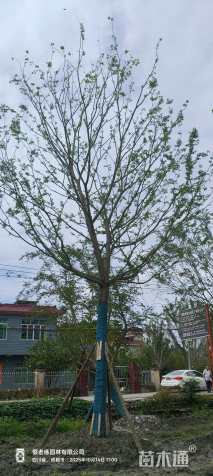 25公分朴树