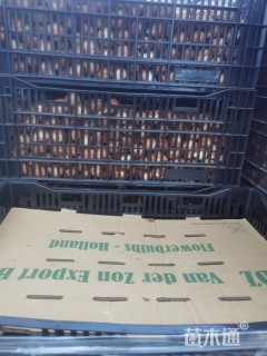 高度5厘米郁金香