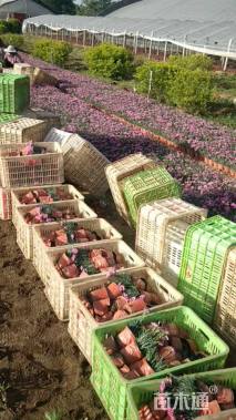 高度20厘米彩虹石竹