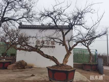 高度350厘米果石榴