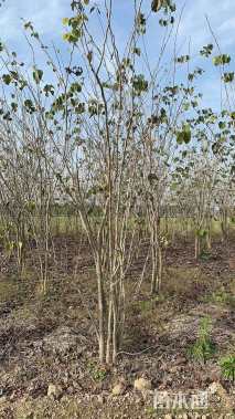 高度300厘米丛生紫荆