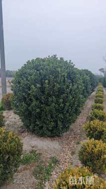 冠幅200厘米大叶黄杨球