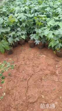 高度25厘米春羽