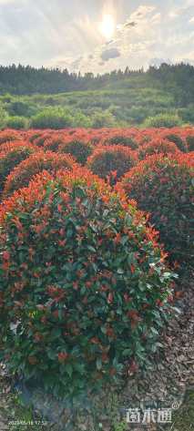 冠幅150厘米红叶石楠球