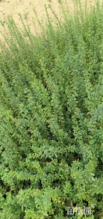 高度40厘米云南黄馨