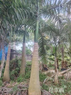 裸干高100厘米大王椰子