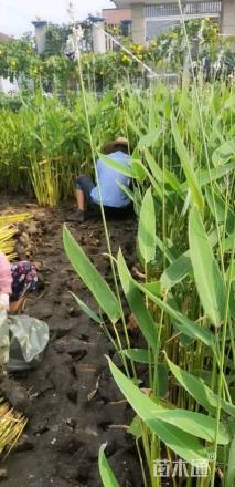 高度30厘米再力花