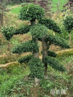 300厘米造型榆树