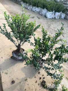 高度35厘米龟甲冬青