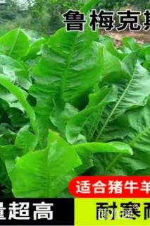 高度15厘米鲁梅克斯