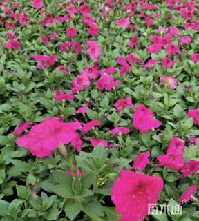 高度10厘米矮牵牛