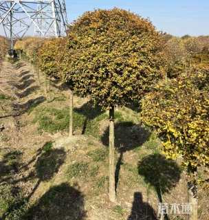 高度80厘米亮金女贞