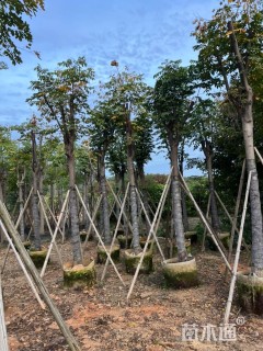 15公分黄山栾树