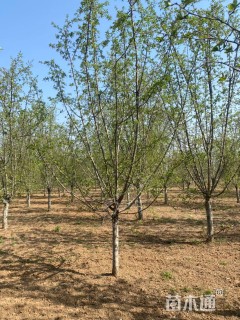 14公分甜茶海棠