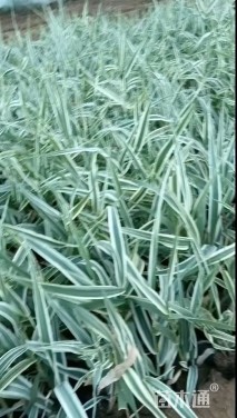 高度20厘米花叶芦竹