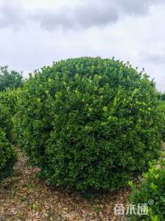 冠幅250厘米大叶黄杨球