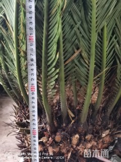 裸干高40厘米苏铁