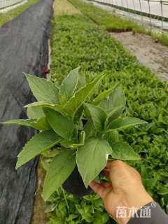 高度30厘米银叶八仙花