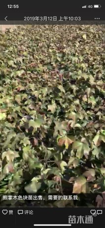 主蔓长30厘米熊掌木