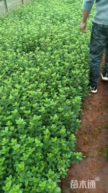 高度20厘米夏鹃小苗