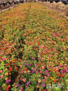 冠幅15厘米五色梅