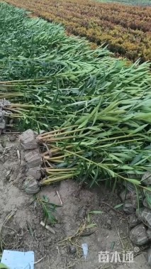 高度120厘米夹竹桃