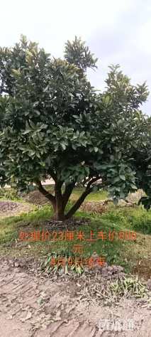 22公分柚子树