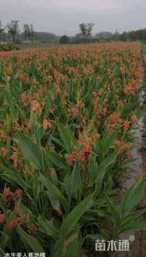 高度30厘米水生美人蕉