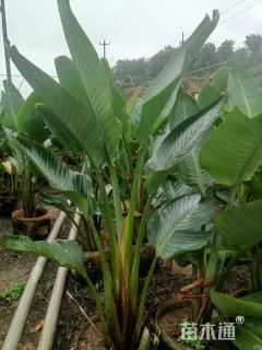 高度120厘米旅人蕉