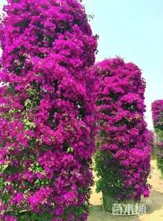 高度220厘米三角梅