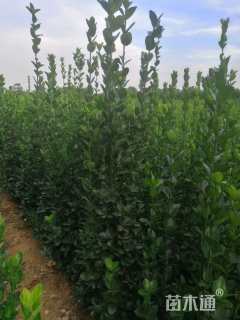 高度180厘米北海道黄杨