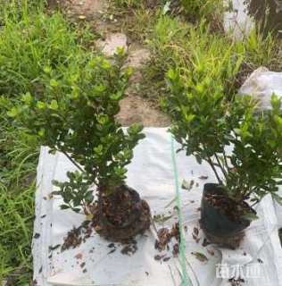 高度30厘米夏鹃