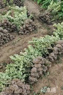 高度50厘米金边黄杨