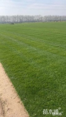 草卷状马尼拉草